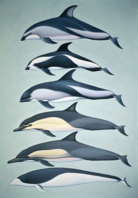 Pin By Roger Jakobsen On Dolphins And Whales Dolphin Drawing