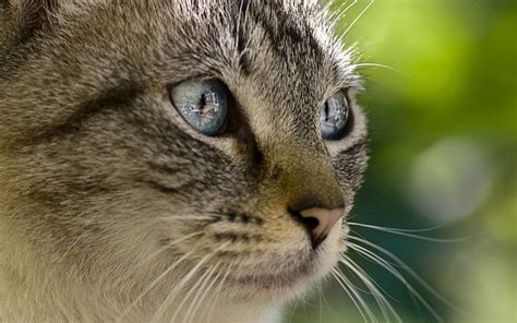 Close Up Photography Of Gray Tabby Cat Hd Wallpaper Wallpaper Flare