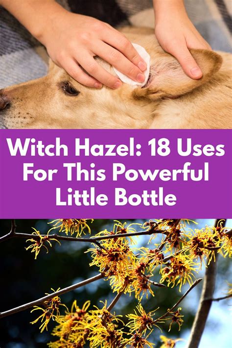 witch hazel 18 uses for this powerful little bottle in 2020 health and beauty tips healing