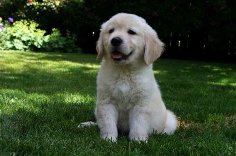 Their paperwork was quick and we got the pup the same day in an hour. Golden Retriever Breeders Seattle | PETSIDI