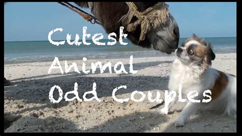 These Animal Odd Couples Prove That Anyone Can Be Best Friends Youtube