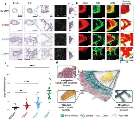 Bmaf‐induced Cell Cytoskeleton Reorganization A Progressive