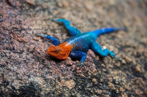 Red Headed Rock Agama Botswanna Doc Landis Photography