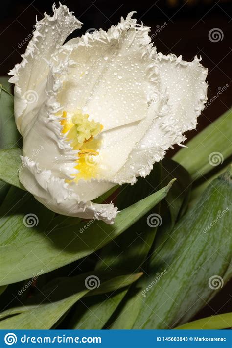 White Tulip Flowers Drops Spring Macro Stock Image Image Of