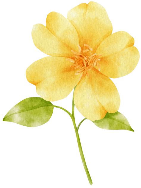 Yellow Flowers Watercolor Illustration 9786194 Png