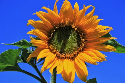 Full Sunflower Free Stock Photo Public Domain Pictures