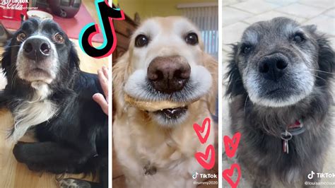 Funny Dogs Of Tik Tok Cutest Puppies Tik Tok Compilation Pet