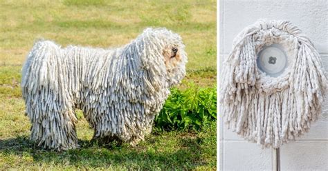 A Dog That Looks Like A Mop