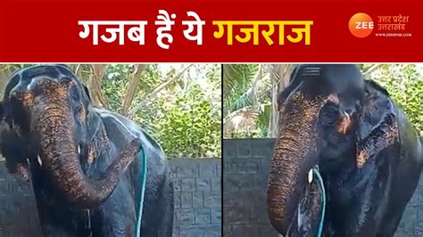 Elephant Bathing Itself With Water Pipe Ifs Susant Nanda Share Elephant Viral Video Elephant