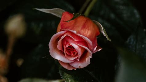 Rose Flower Pink Plant Bloom 4k Hd Wallpaper