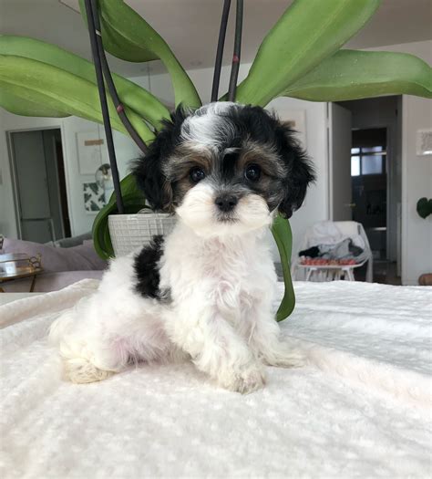 Teacup Puppies For Sale Charlotte Nc at Justin Whiteside blog