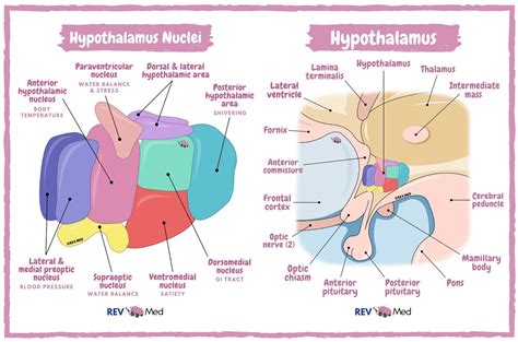 hypothalamus anatomy and hypothalamic nuclei by rev med hypothalamus grepmed