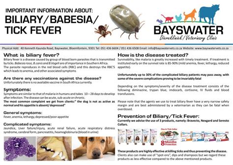 What Is Biliarytick Bite Fever Bayswater Vets