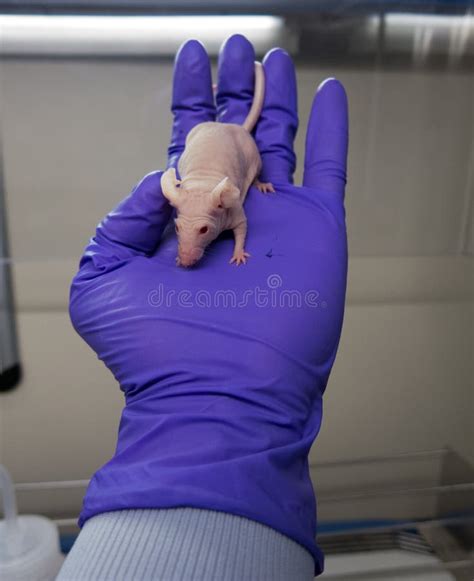 Nude Mouse For Research Stock Image Image Of Care Doctor 34439219