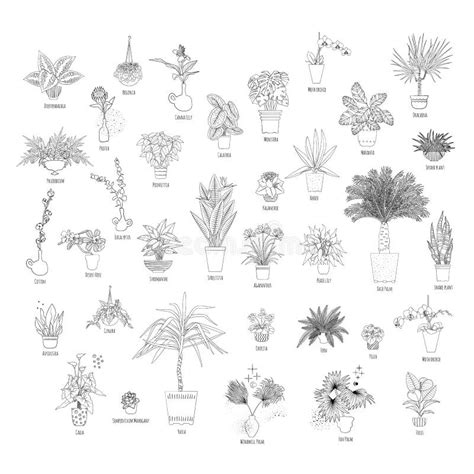House Plants Names Stock Illustrations 40 House Plants Names Stock