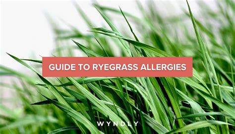 Ryegrass Allergy Cause Symptoms Treatment 2023 And Wyndly