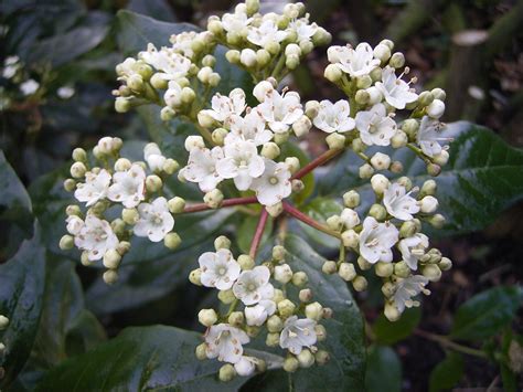 Viburnum Tinus By Me Via Wikimedia Winter Flowering Shrubs Evergreen