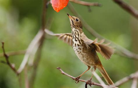 Which Birds Sing All Summer Long Audubon