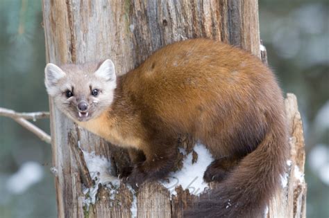 Mike Robinson Yellowstone Nature And Wildlife Photography Pine Martens