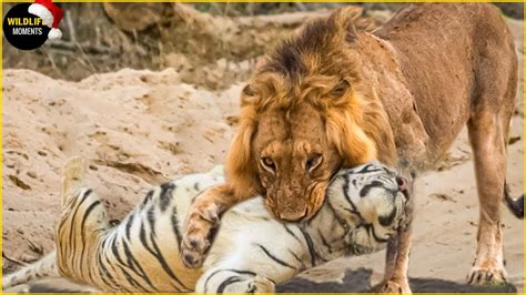 Epic Showdown Lion S Triumph Against Tiger In Intense Battle For Survival