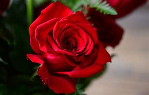 Pin On Images Of Red Roses
