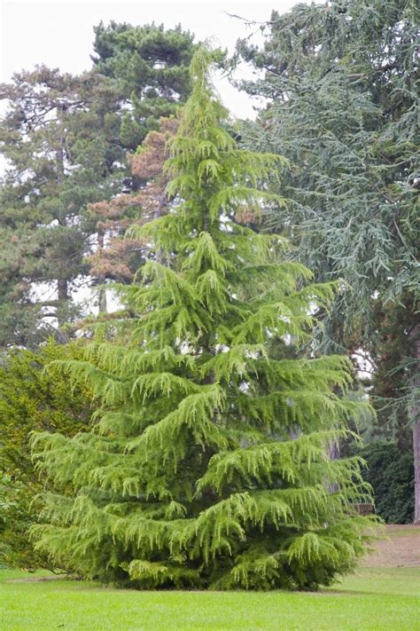 Learn About The Beautiful Weeping Deodar Cedar Conifers Garden