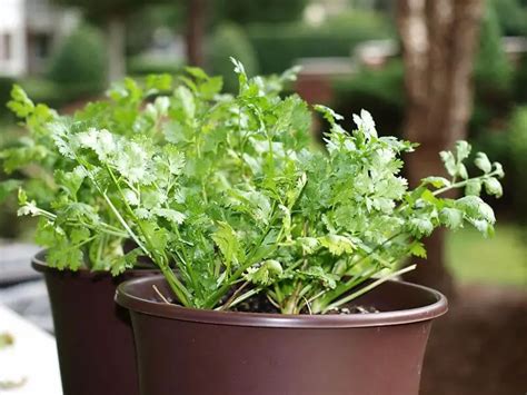 Growing Cilantro Indoors How To Plant Instructions