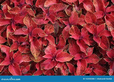 Bright Red Leaves Of Perennial Plant Coleus Plectranthus
