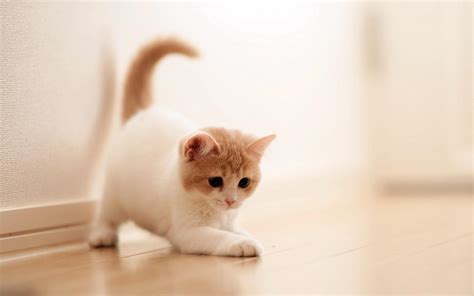 Cute Baby Cats Wallpapers Wallpaper Cave