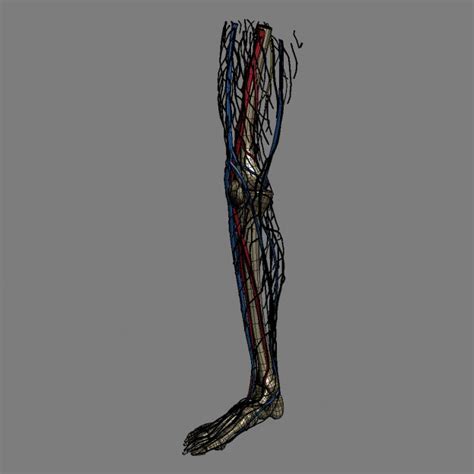 Human Male Leg Anatomy 3d Model Max Obj 3ds Fbx C4d Lwo Lw Lws