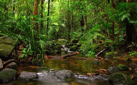 10 Top Hd Rain Forest Wallpaper Full Hd 1080p For Pc Background 2021