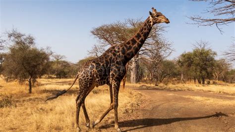 Senegal Safari Series Giraffe Crossing Dirt Road Stock Image Image