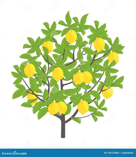 Lemon Tree Vector Illustration Fruit Tree Plant Flat Vector Color