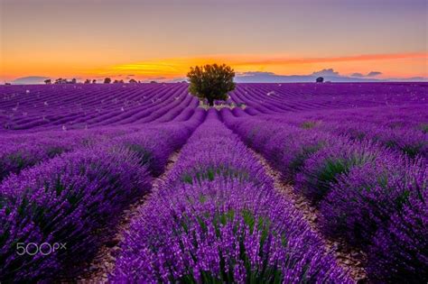Lavender Field At Sunrise In Provence France By Anton Gvozdikov On
