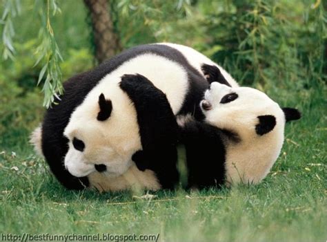 Cute And Funny Pictures Of Animals 68 Pandas 7