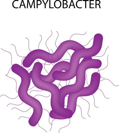 Campylobacter Bacteria Stock Vectors Istock