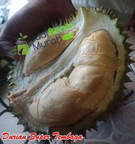 Inilah 4 Keunggulan Durian Super Tembaga, Durian Khas Bangka Belitung ...