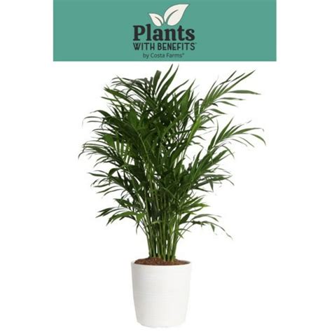 Costa Farms Plants With Benefits Live Indoor 32in Tall Green Cat Palm Bright Indirect