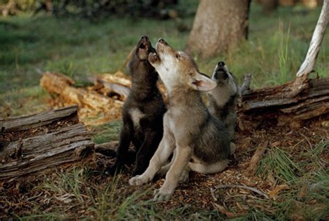 The Language Of Wolves Living With Wolves