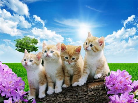 Pet Animals Wallpapers Free Download Cat Pictures Cute Kittens 200