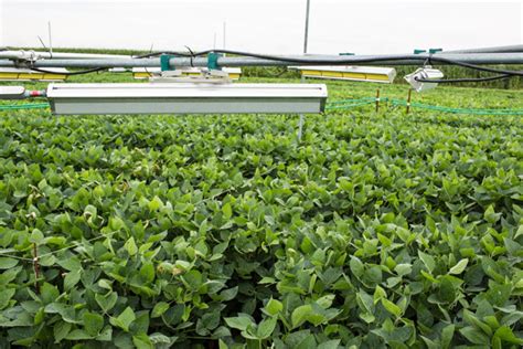 Modified Soybeans Adapt To Future Climate Research And Development World