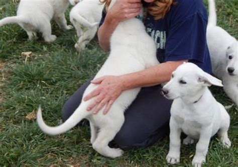 T g marvin, nc 28173. White Shepherd Puppies For Sale | Winston-Salem, NC #245229