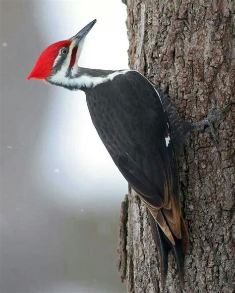 Existen 218 Especies De Pájaros Carpinteros Woodpecker Pet Birds