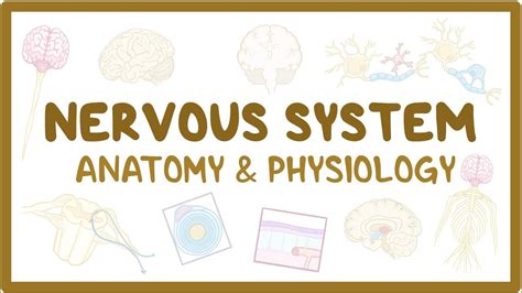Nervous System Anatomy And Physiology Osmosis