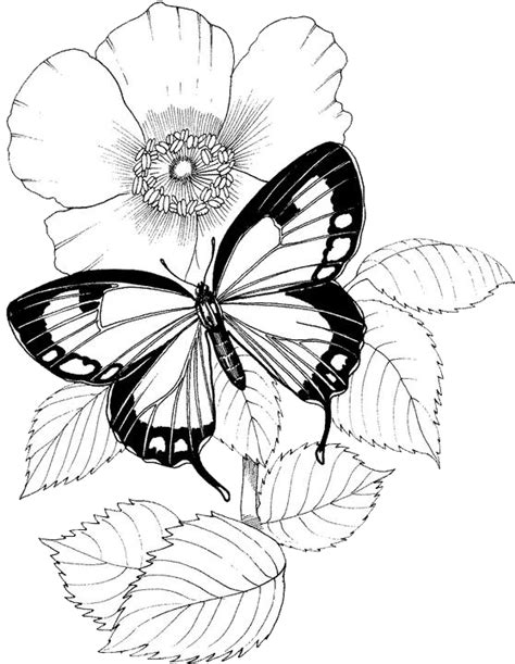 The main feature of this coloring page is, a cute butterfly is flying. Butterfly Coloring Pages 12 | Purple Kitty | Рисунки ...