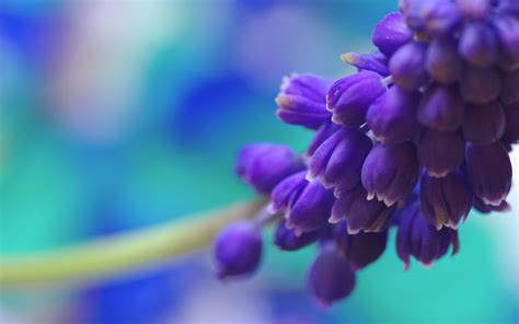 Purple Flowers 4k Ultra Hd Wallpaper Flower Desktop Wallpaper Purple