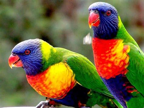 150 Exotic Bird Species To Be Displayed In Mumbai Mumbai