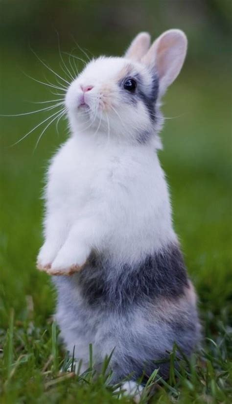 A Small Rabbit Sitting On Its Hind Legs In The Grass