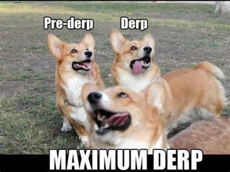 33 Best Derp Images On Pinterest Funny Animals Funny Animal And