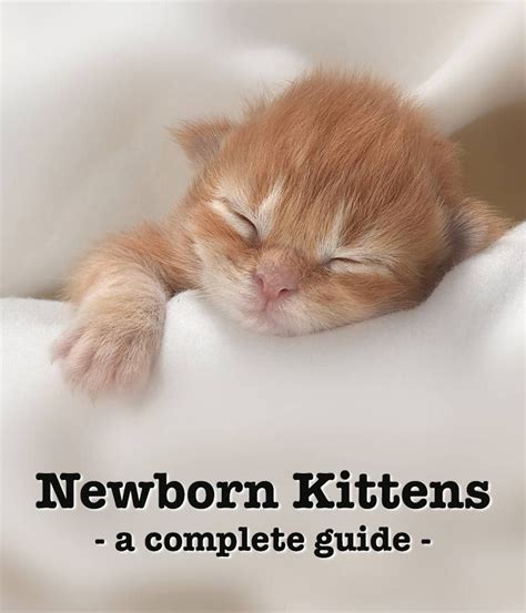 Newborn Kittens A Complete Guide To Their Care And Development